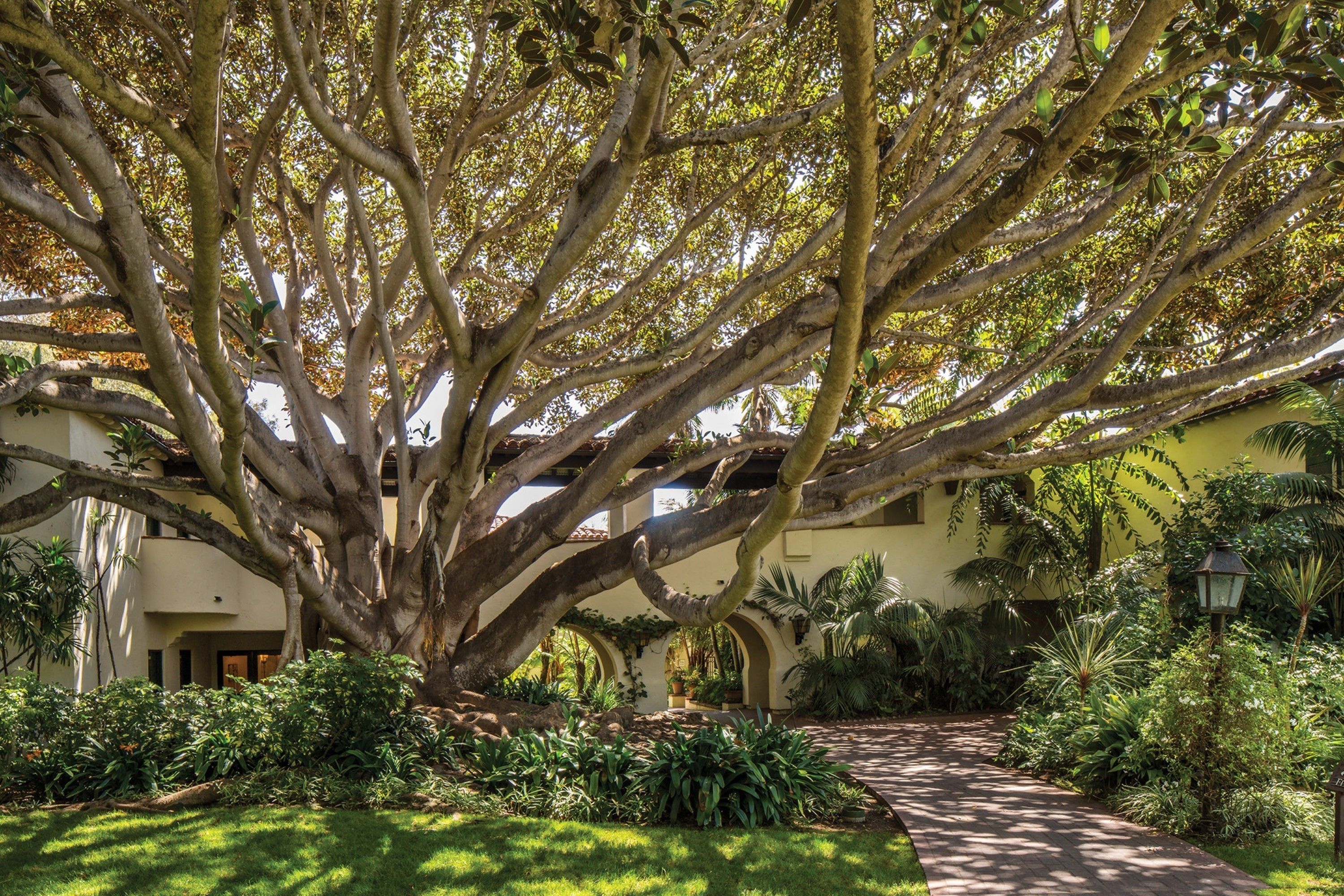 A large tree in a courtyard with a pathway leading to a building.