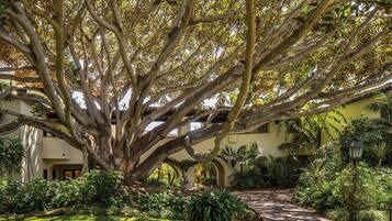 A large tree in a courtyard with a pathway leading to a building.