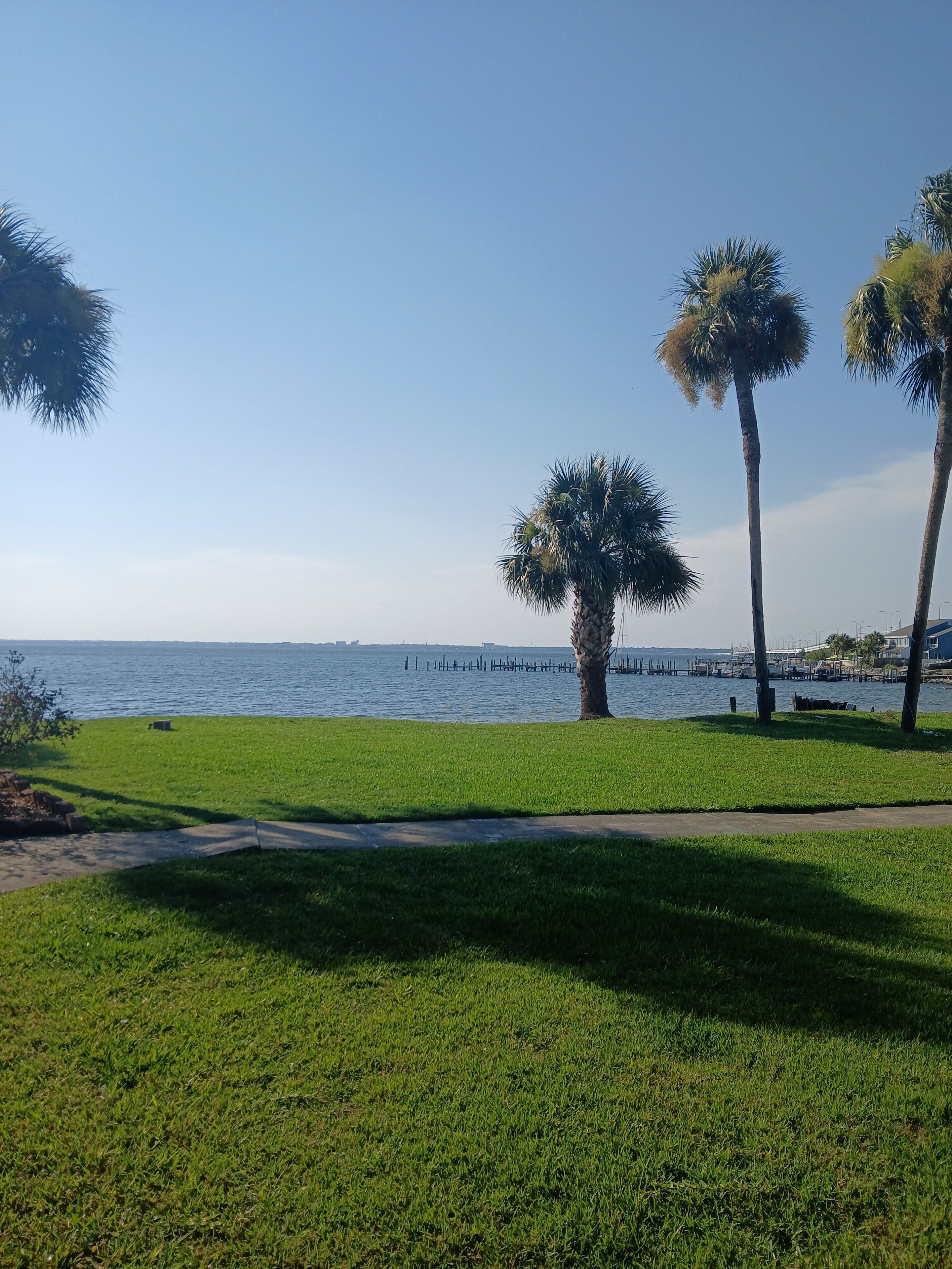 A grassy area with palm trees and a view of the water.