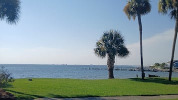 A grassy area with palm trees and a view of the water.