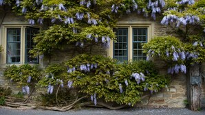 Un bâtiment en pierre doté de deux fenêtres et envahi par la végétation, notamment des fleurs violettes et des feuilles vertes.