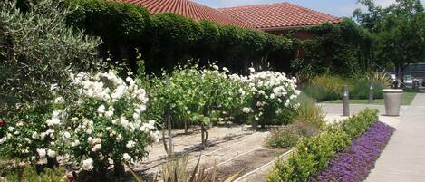 A garden with white roses, purple flowers, and a building with a red-tiled roof.