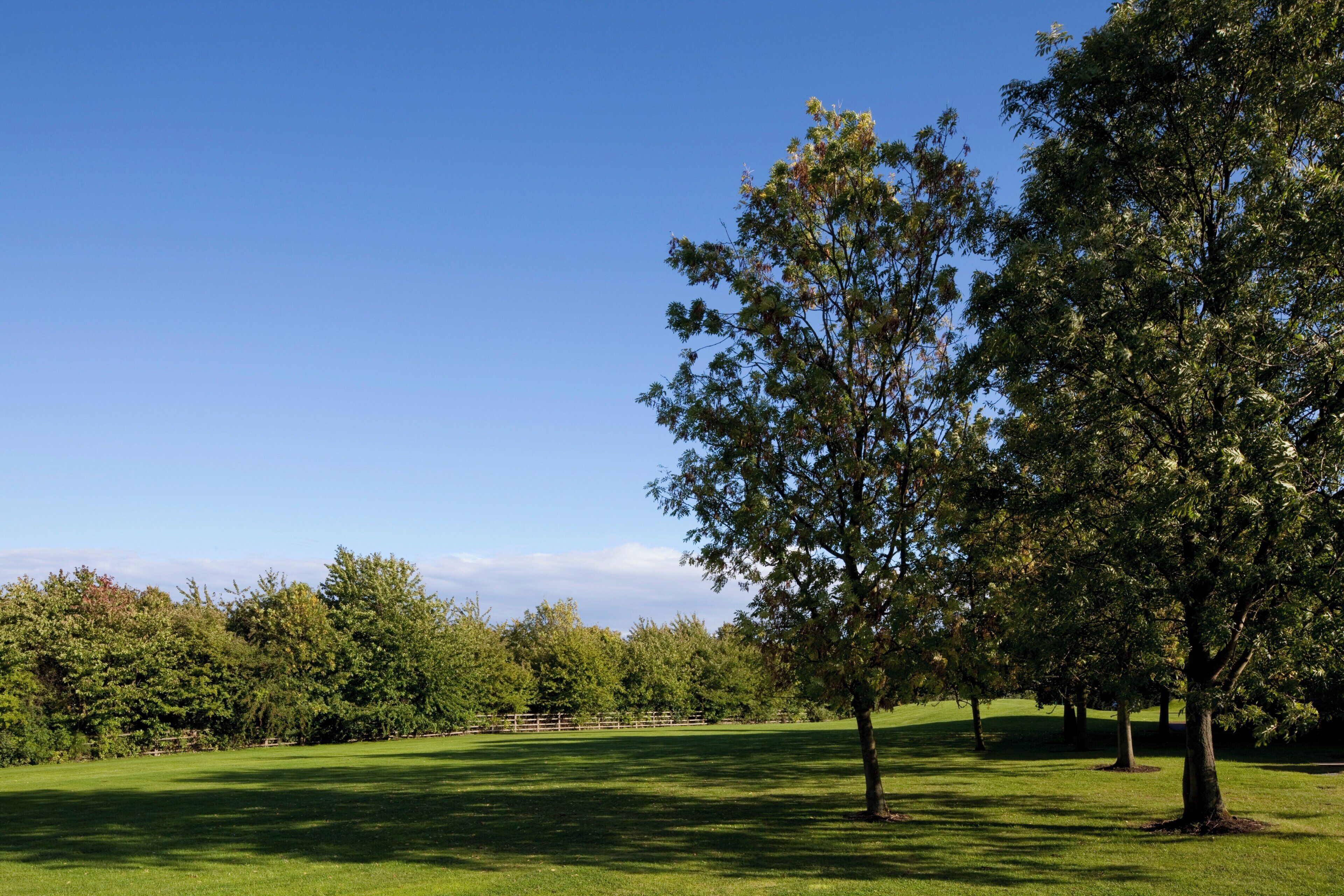 Eine grüne Wiese mit Bäumen und blauem Himmel.