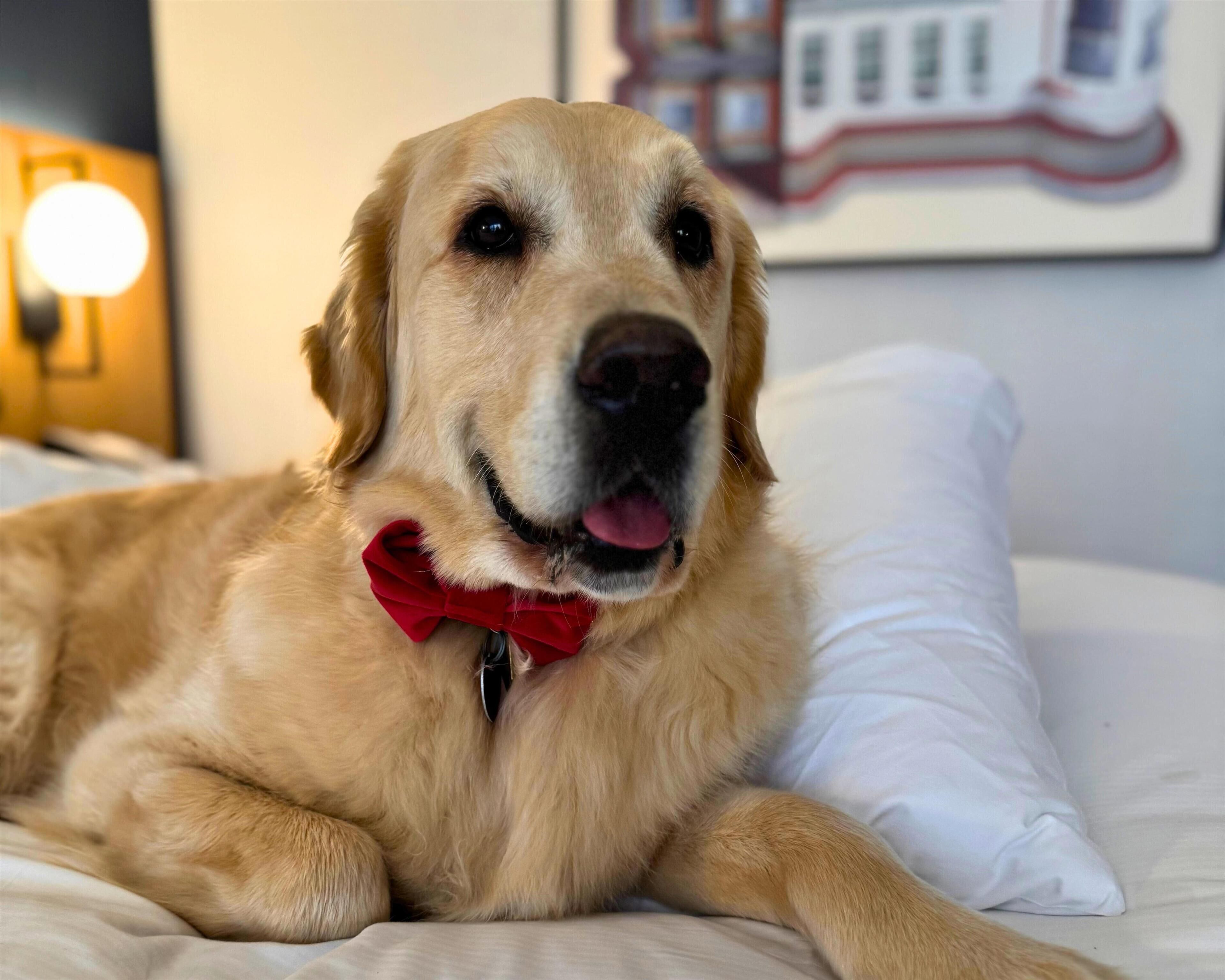 Un chien allongé sur un lit, avec un oreiller blanc et un nœud papillon rouge.