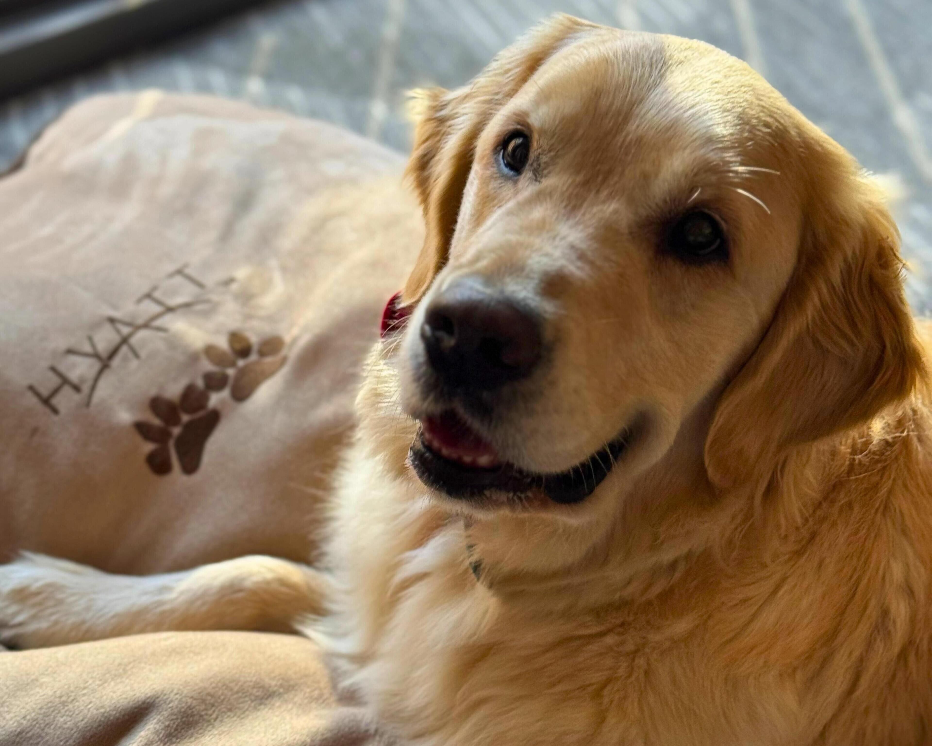 A dog lying on a bed with a pillow that has a paw print and the word "HYATT".