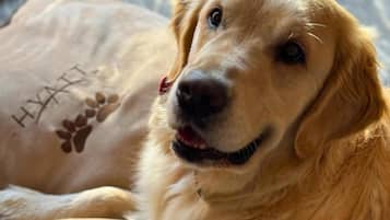 A dog lying on a bed with a pillow that has a paw print and the word "HYATT".