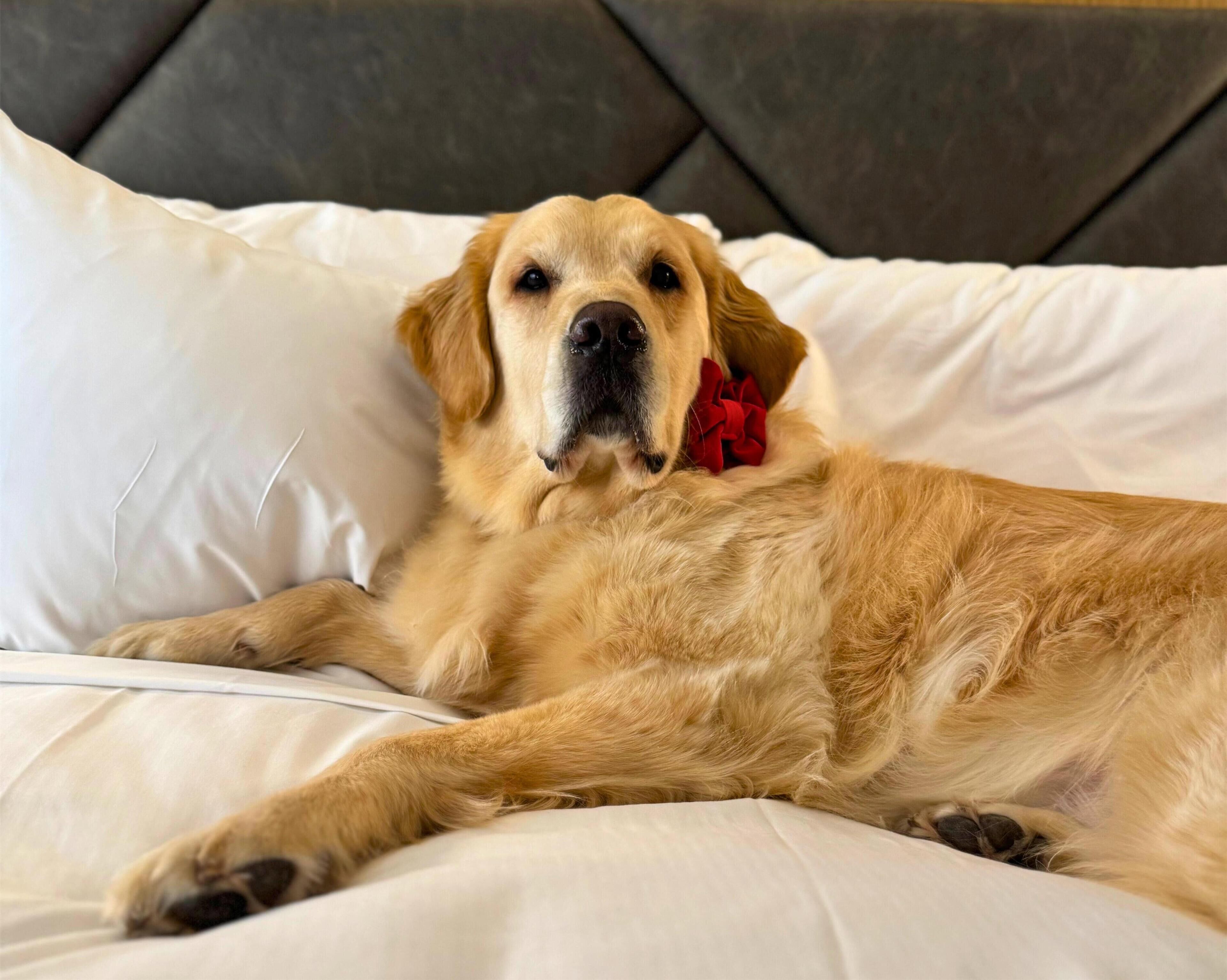 A dog lying on a bed with white bedding and a dark headboard.