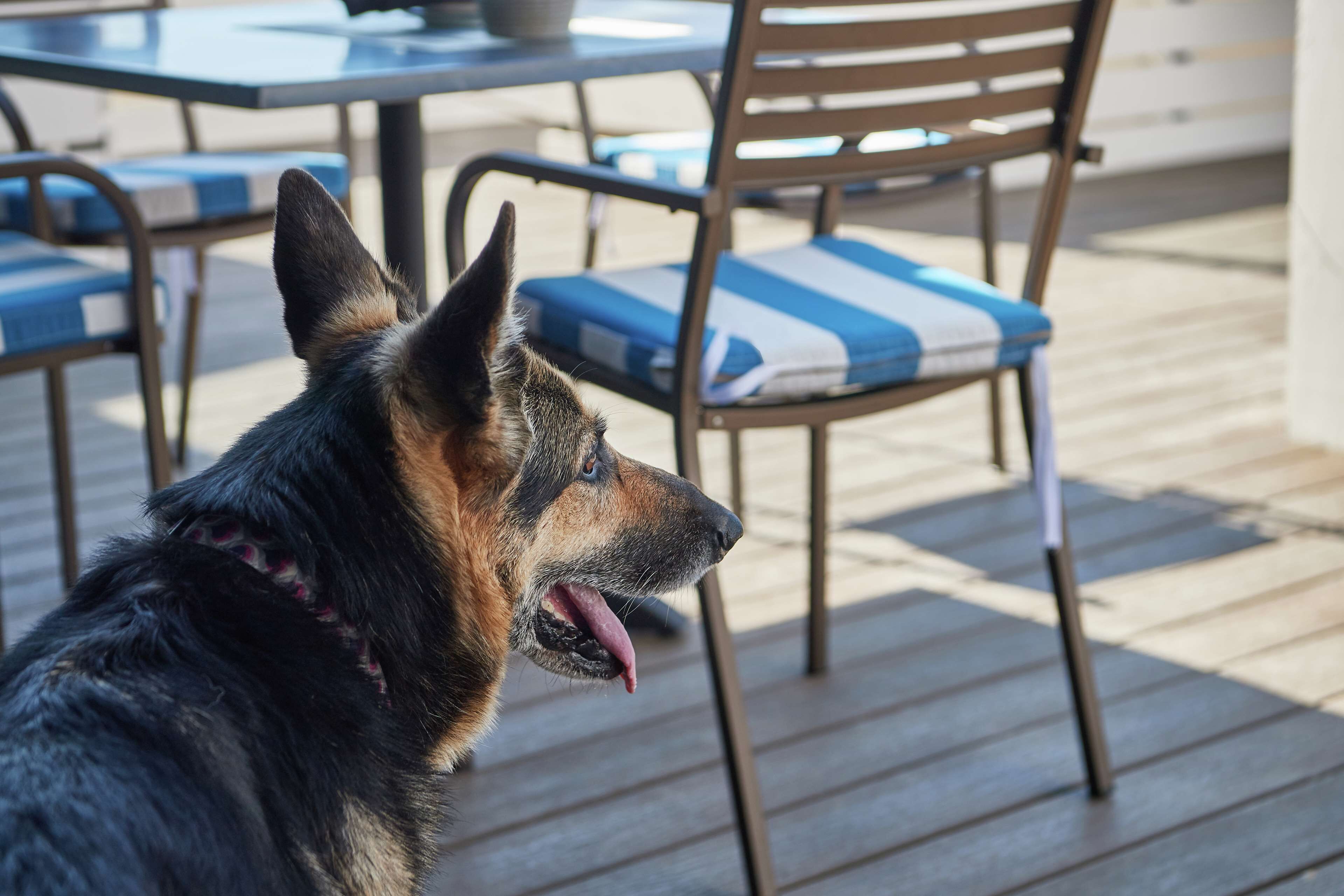 A dog sitting on a wooden deck with a table and chairs in the background.