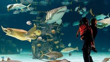 An aquarium with various marine life including sharks, rays, and fish.
