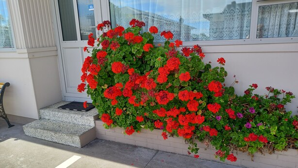 A concrete staircase leading to a door, a metal bench, and a wall covered with red and purple flowers. - Comfort Inn Tayesta (Invercargill)