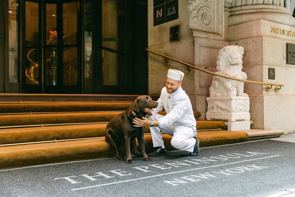 A dog and a person on a set of steps outside a building with a sign reading "THE PENINSULA NEW YORK".