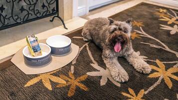 Un chien est allongé sur un tapis à motifs, avec deux gamelles devant lui.