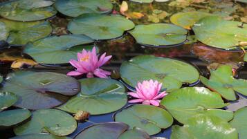 Uno stagno con ninfee e un’un giacinto d'acqua rosa.