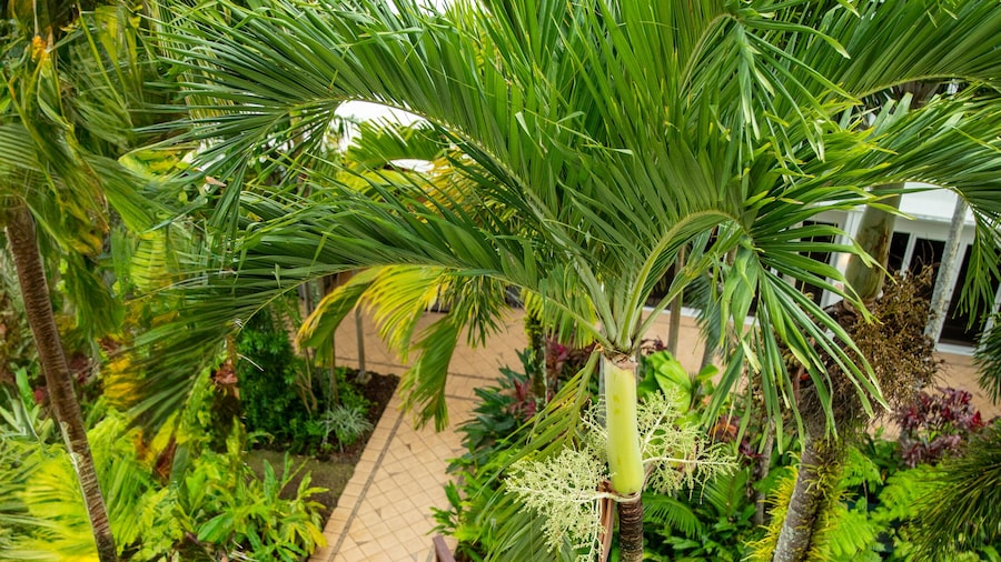 Cairns Harbourside Hotel