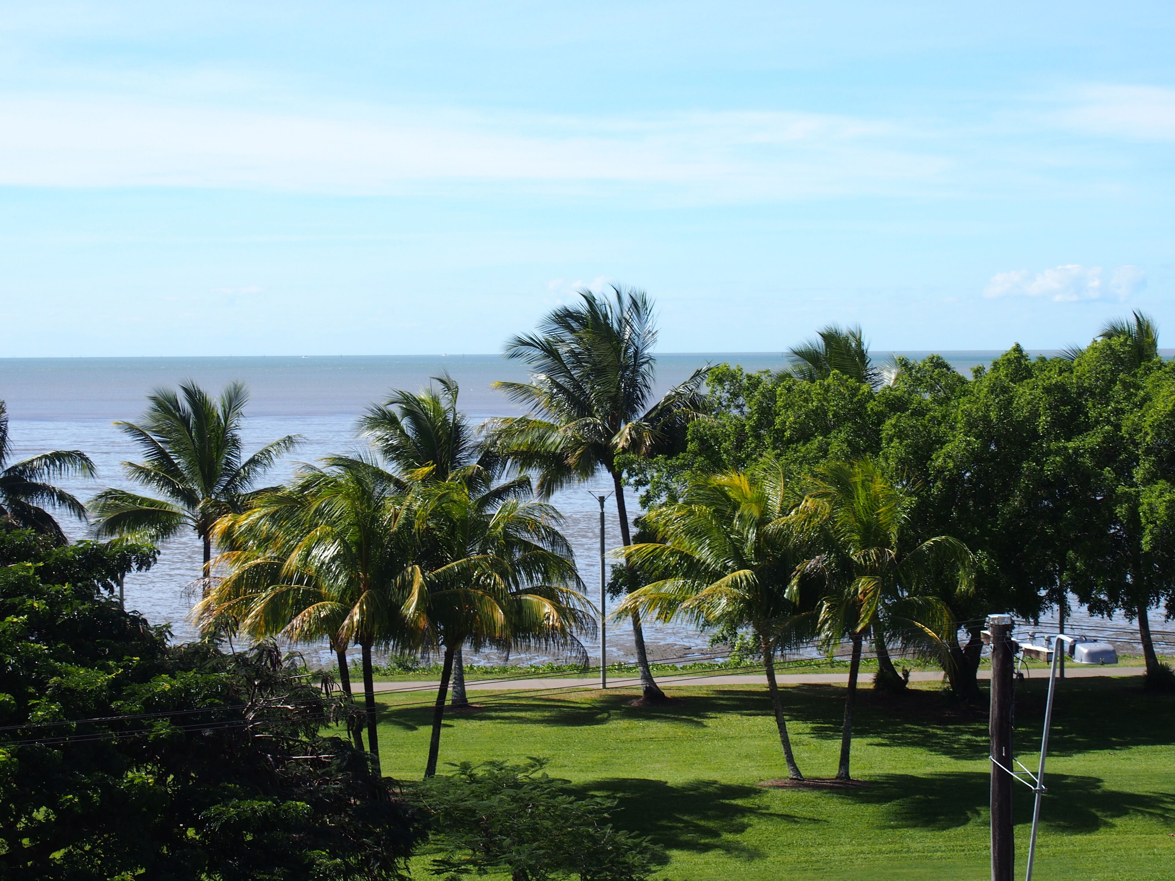 A view of a grassy area with palm trees and a body of water in the background.