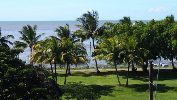 A view of a grassy area with palm trees and a body of water in the background.