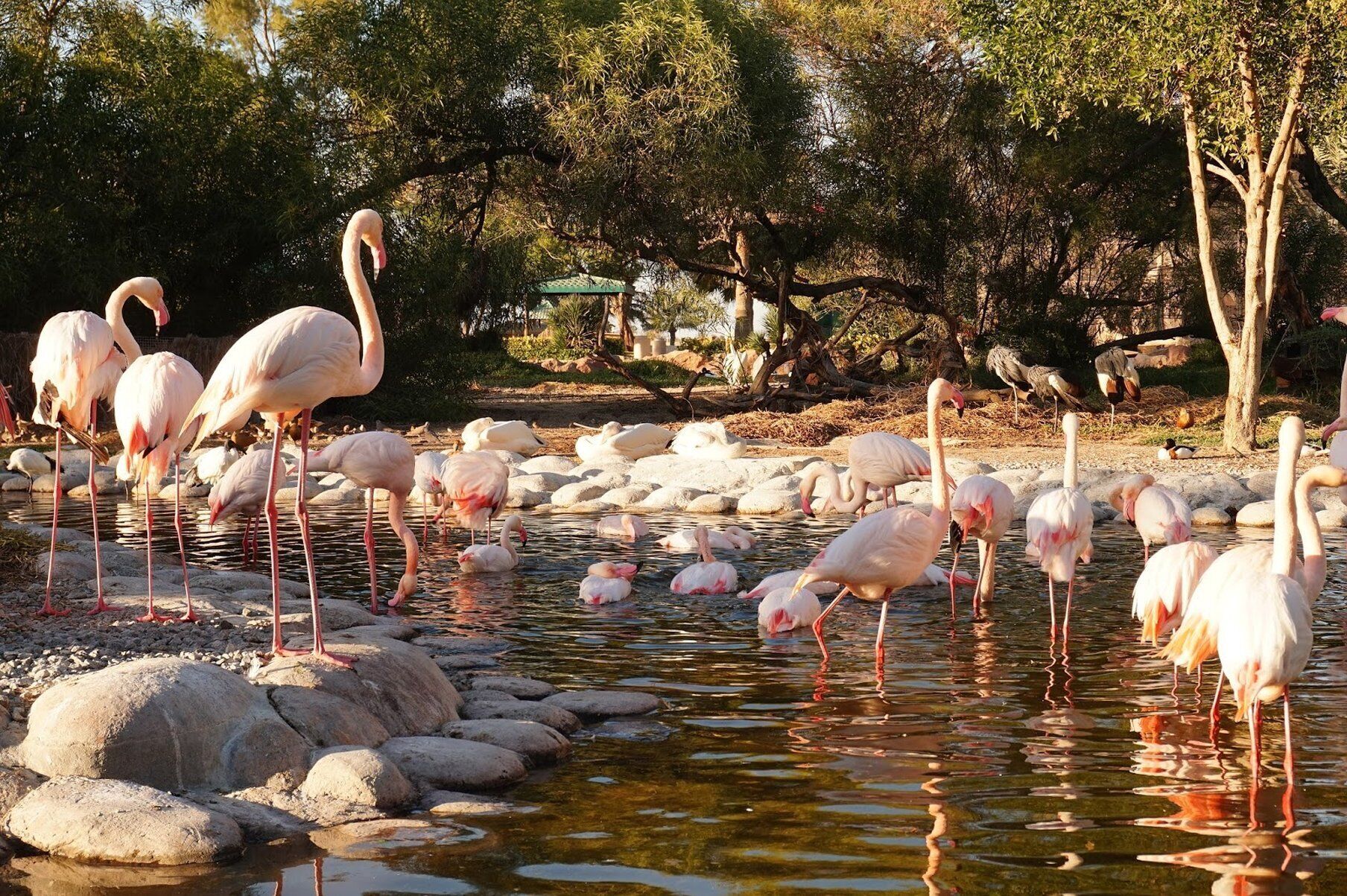 Een vijver met flamingo's en zwanen, omringd door rotsen en bomen.