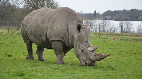 A rhinoceros in a grassy enclosure with a body of water and trees in the background.