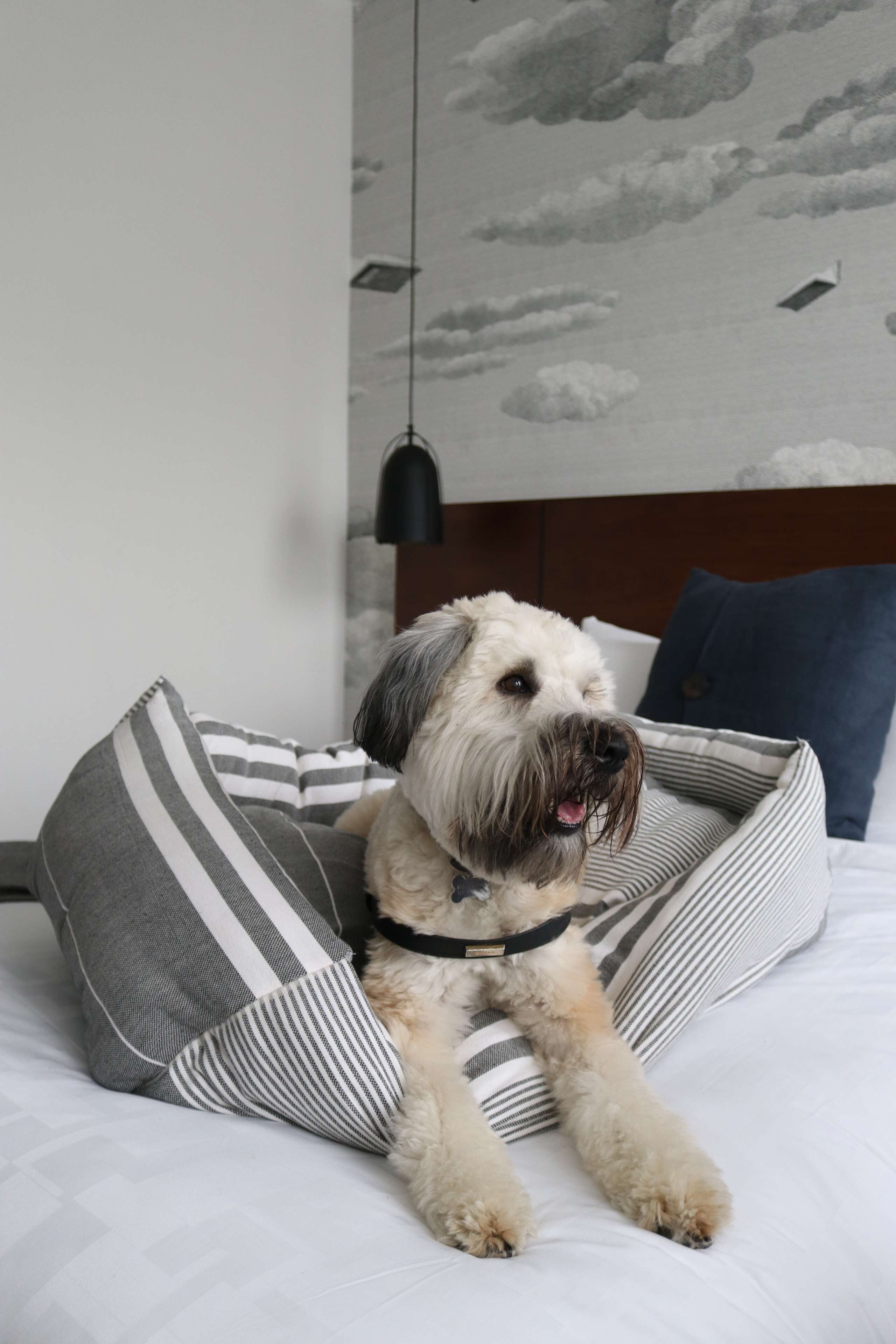 A dog on a bed with striped pillows, a hanging light, and a wall with a cloud design.