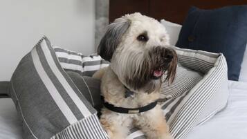 A dog on a bed with striped pillows, a hanging light, and a wall with a cloud design.