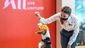 A person interacting with a dog in a room with a red wall and a large screen displaying "ACCOR LIVE LIMITLESS".