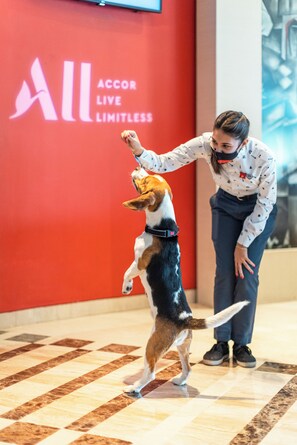 A person interacting with a dog in a room with a red wall and a large screen displaying "ACCOR LIVE LIMITLESS". - ibis Montpellier Centre Comédie (Montpellier)