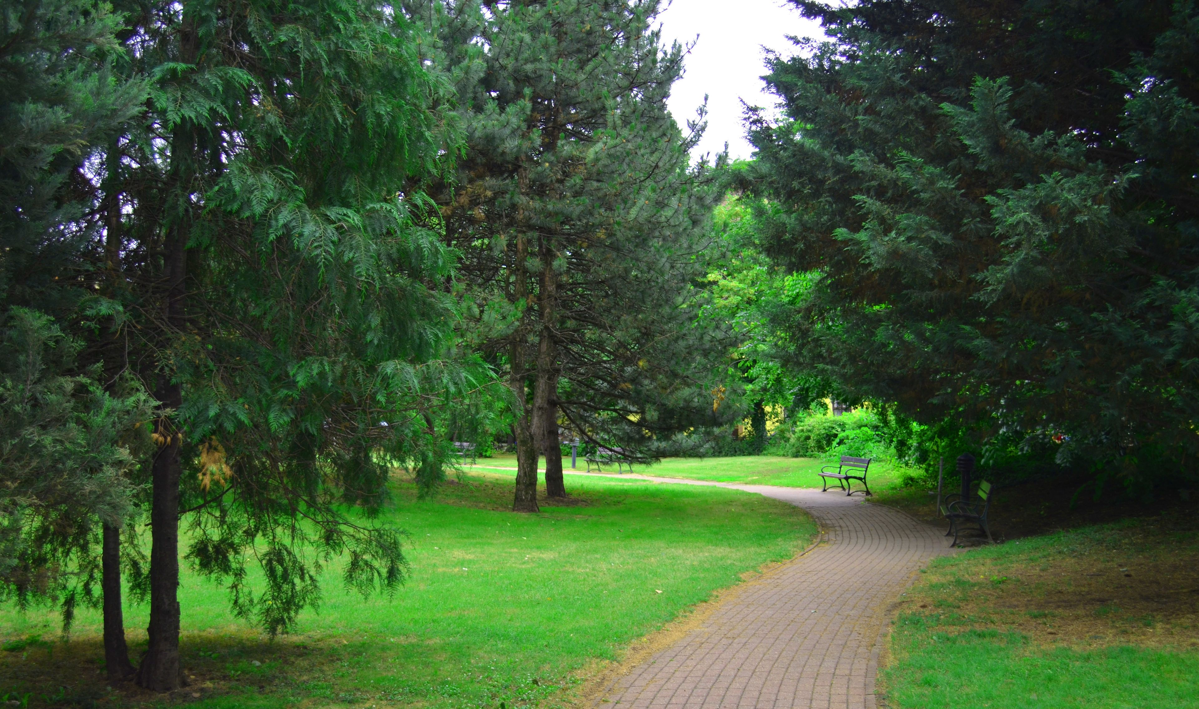 A paved pathway in a park with dense green trees on either side.