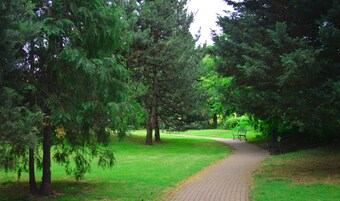 A paved pathway in a park with dense green trees on either side.