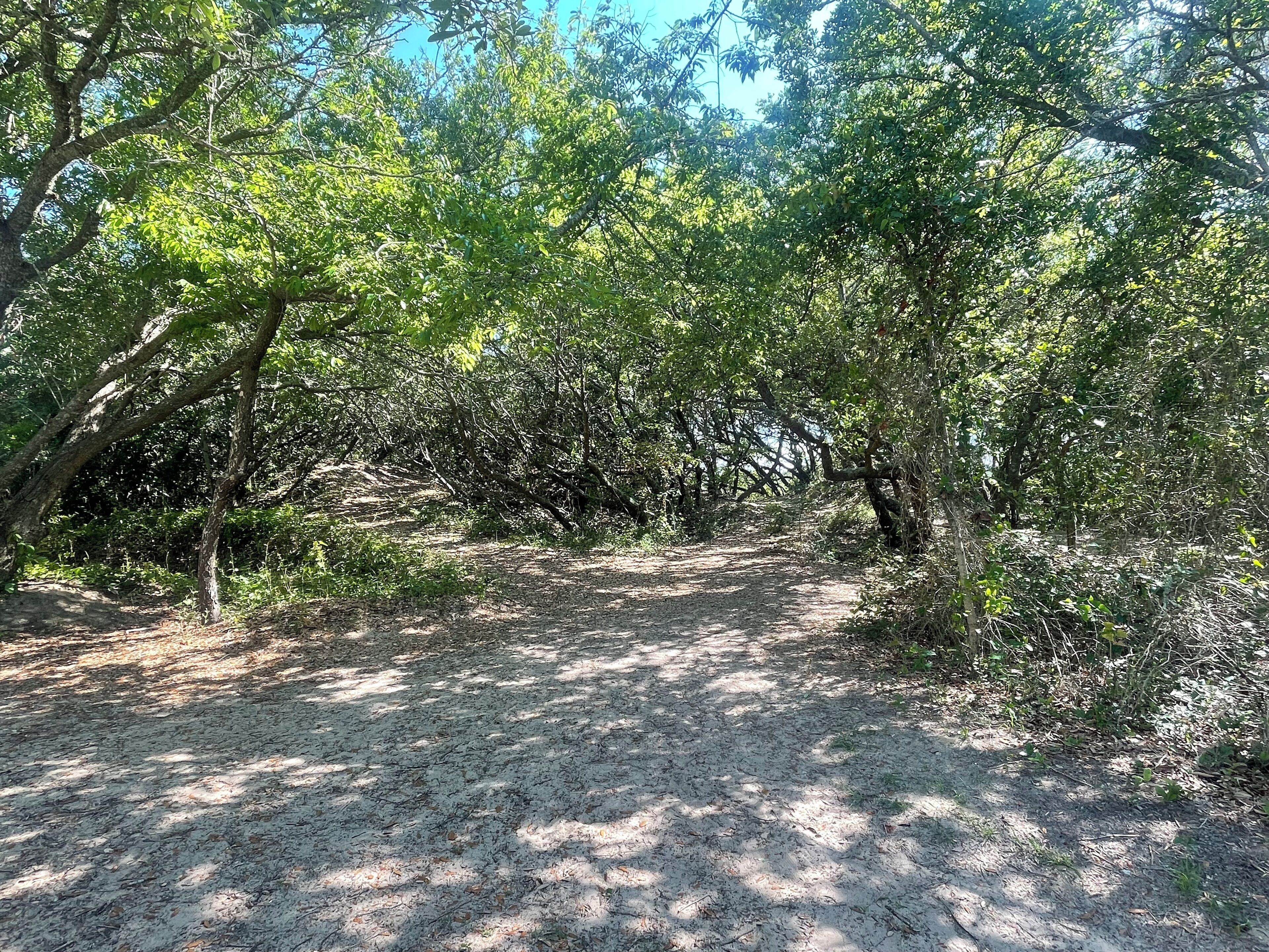 Un sendero de tierra que serpentea por una zona boscosa con vegetación densa.