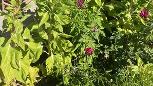A garden with vibrant flowers and a patio area with wicker furniture. - Super 8 by Wyndham Fort Scott (Fort Scott)