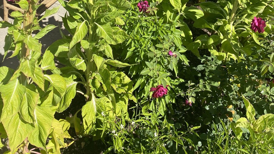 Super 8 by Wyndham Fort Scott