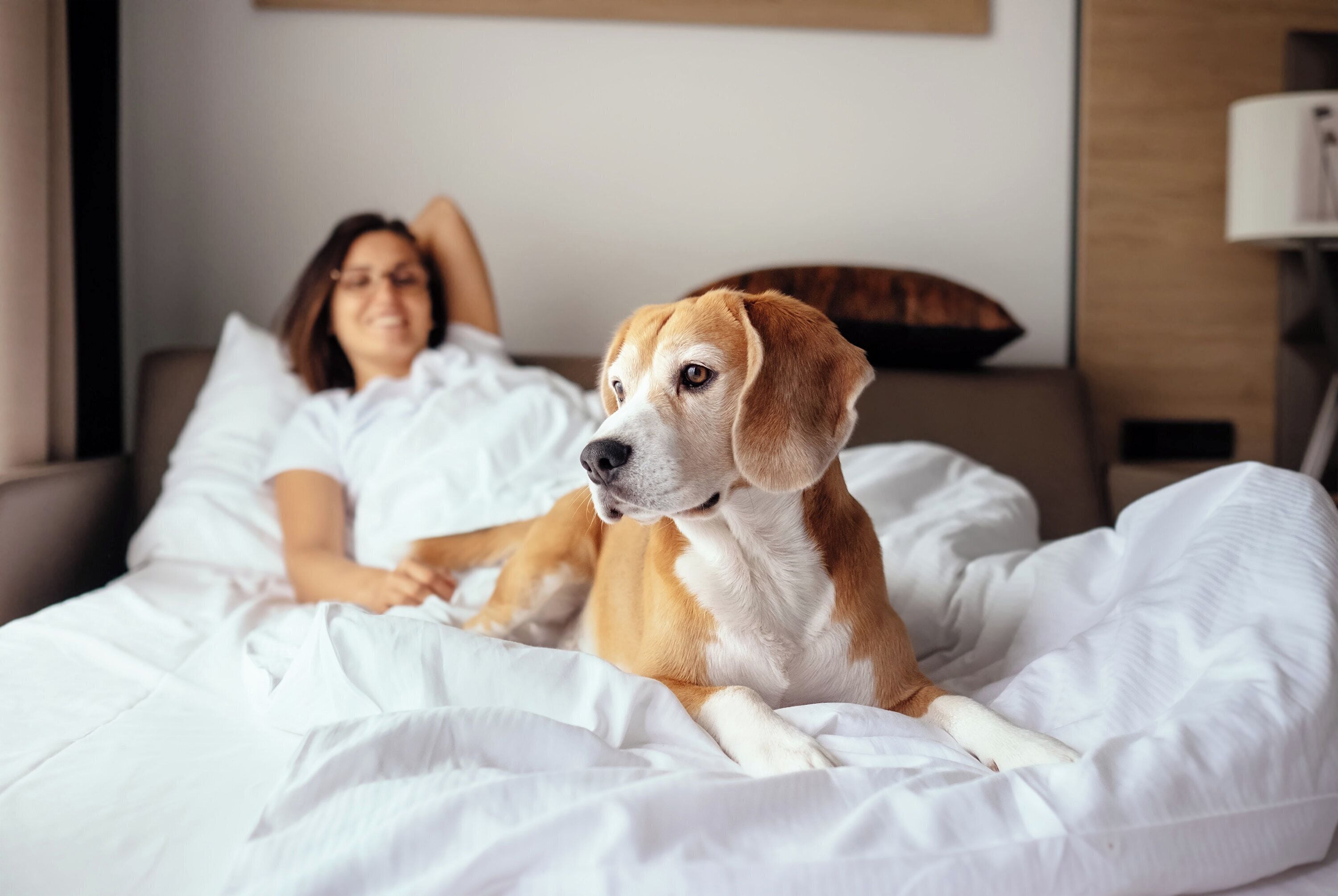 A person lying in bed with a dog.