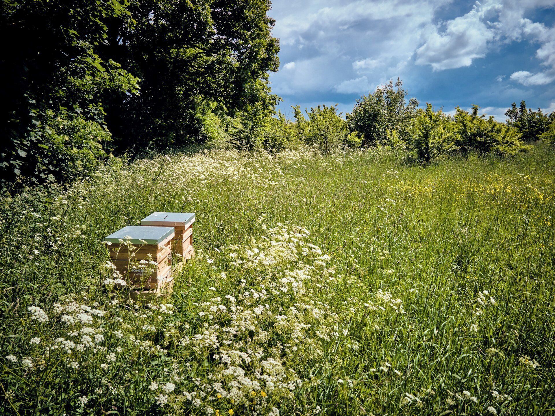 A wooden bench in a grassy field with trees in the background.