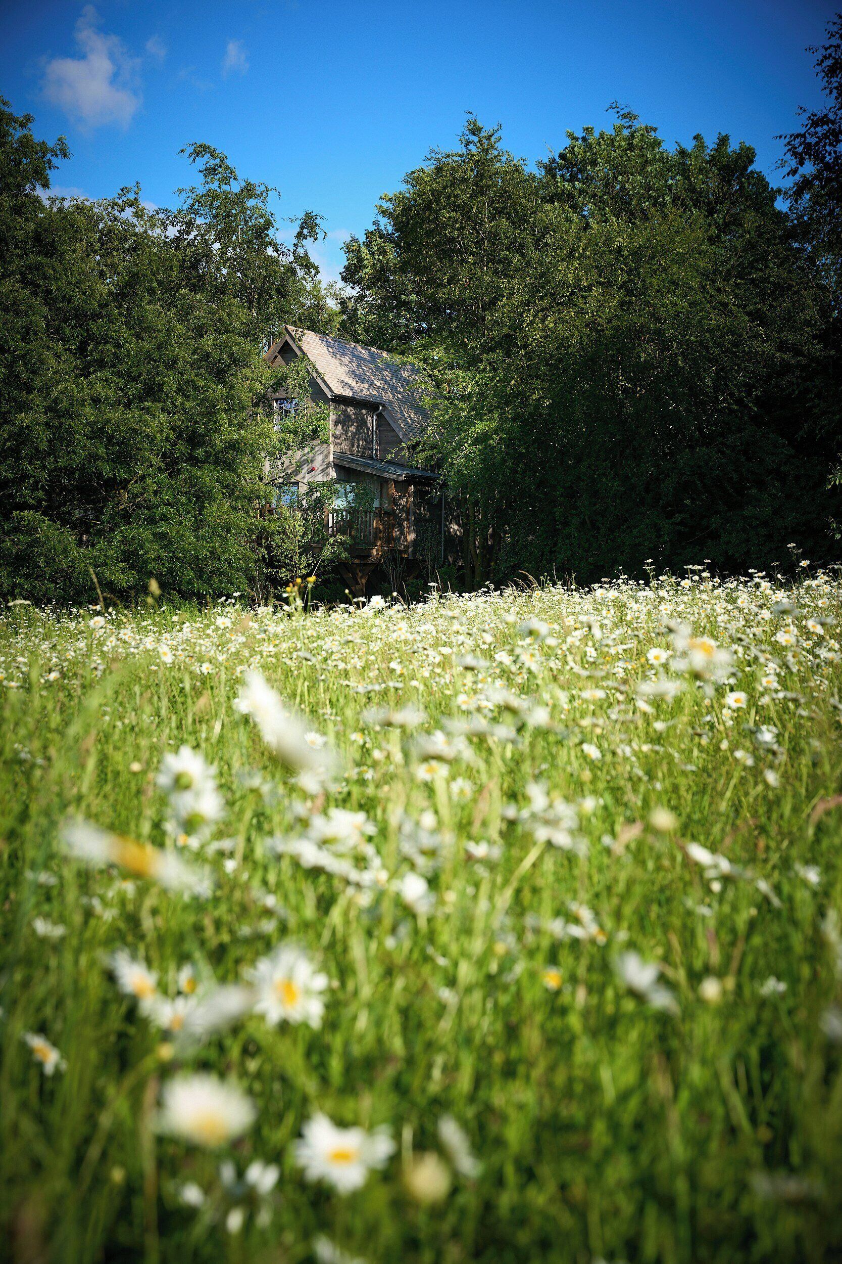 Une maison entourée d’un champ de fleurs blanches et d’arbres verdoyants, sous un ciel bleu dégagé.