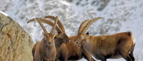 Three brown mountain goats with large horns standing on a snowy surface with a rocky background.