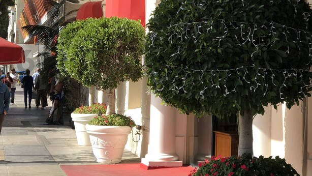 A hotel entrance with a sign reading "HOTEL CARMEL." There are potted plants and a red carpet leading to the entrance. - Hotel Carmel (Santa Monica)