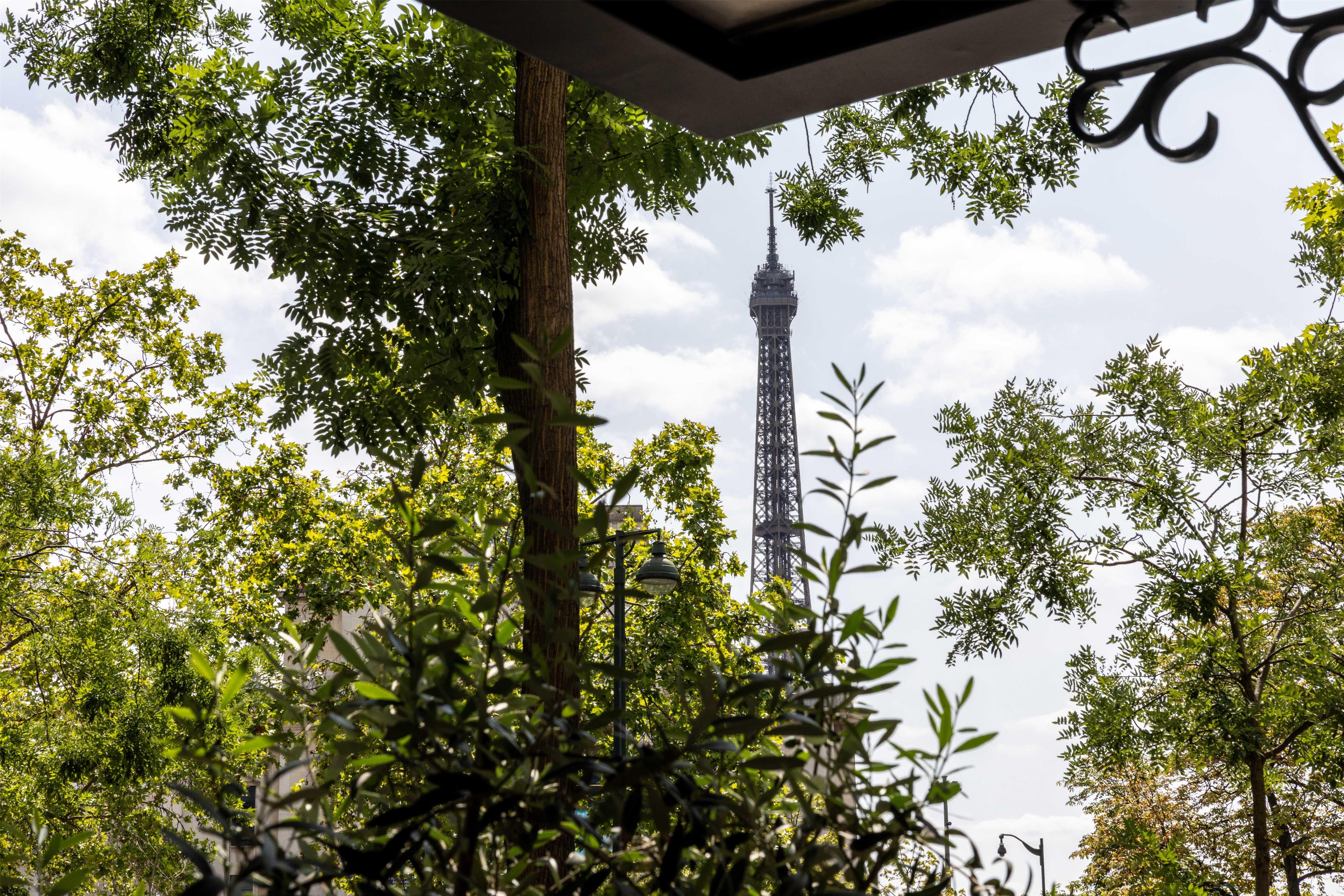 A view of the Eiffel Tower through dense foliage.