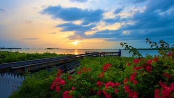 A wooden boardwalk leading to a dock over water, surrounded by lush greenery and red flowers.