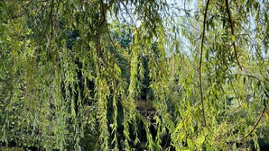 A park with a weeping willow tree, a grassy area, and a fence in the background. - Hôtel Novotel Saint Avold (Saint-Avold)