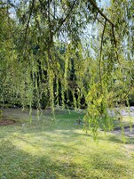 A park with a weeping willow tree, a grassy area, and a fence in the background.