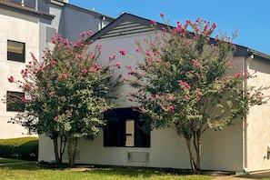 A building with a white facade, a central entrance with a black door, and two trees with pink flowers in front. - Comfort Inn Jackson North - Ridgeland (Jackson)