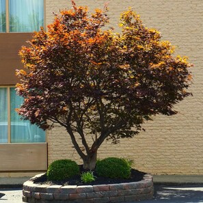 Terrace/patio - Baymont by Wyndham Richmond KY (Richmond)