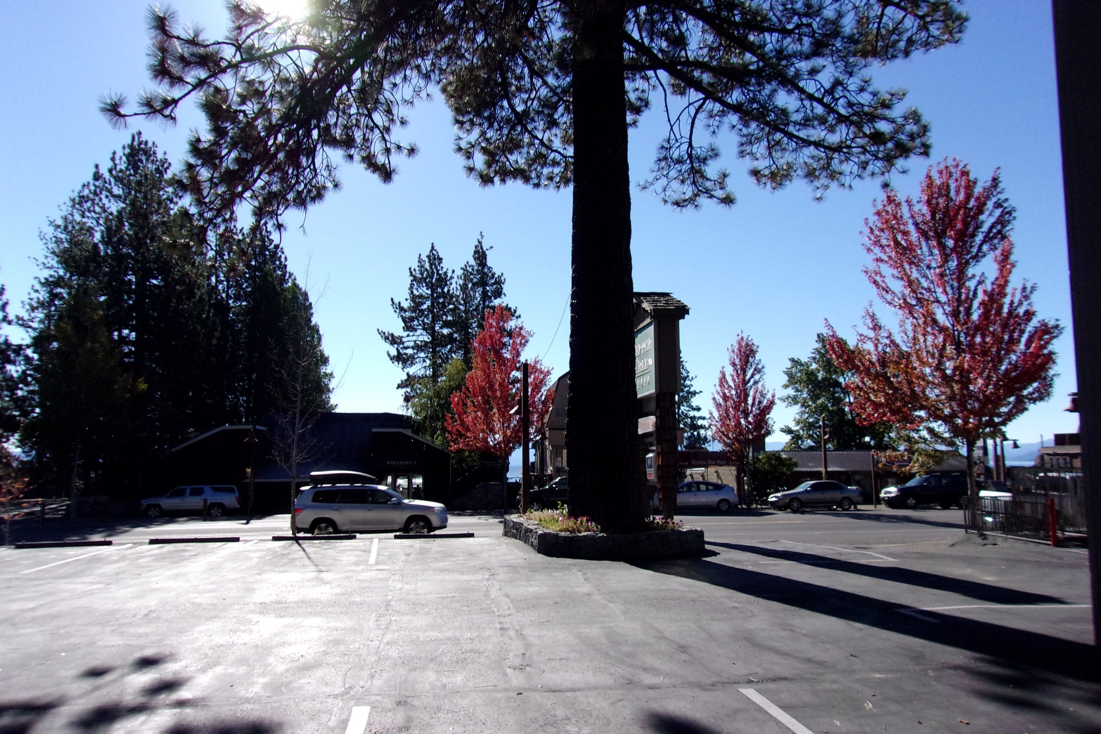 A parking lot with several cars, a large tree, and a building in the background.