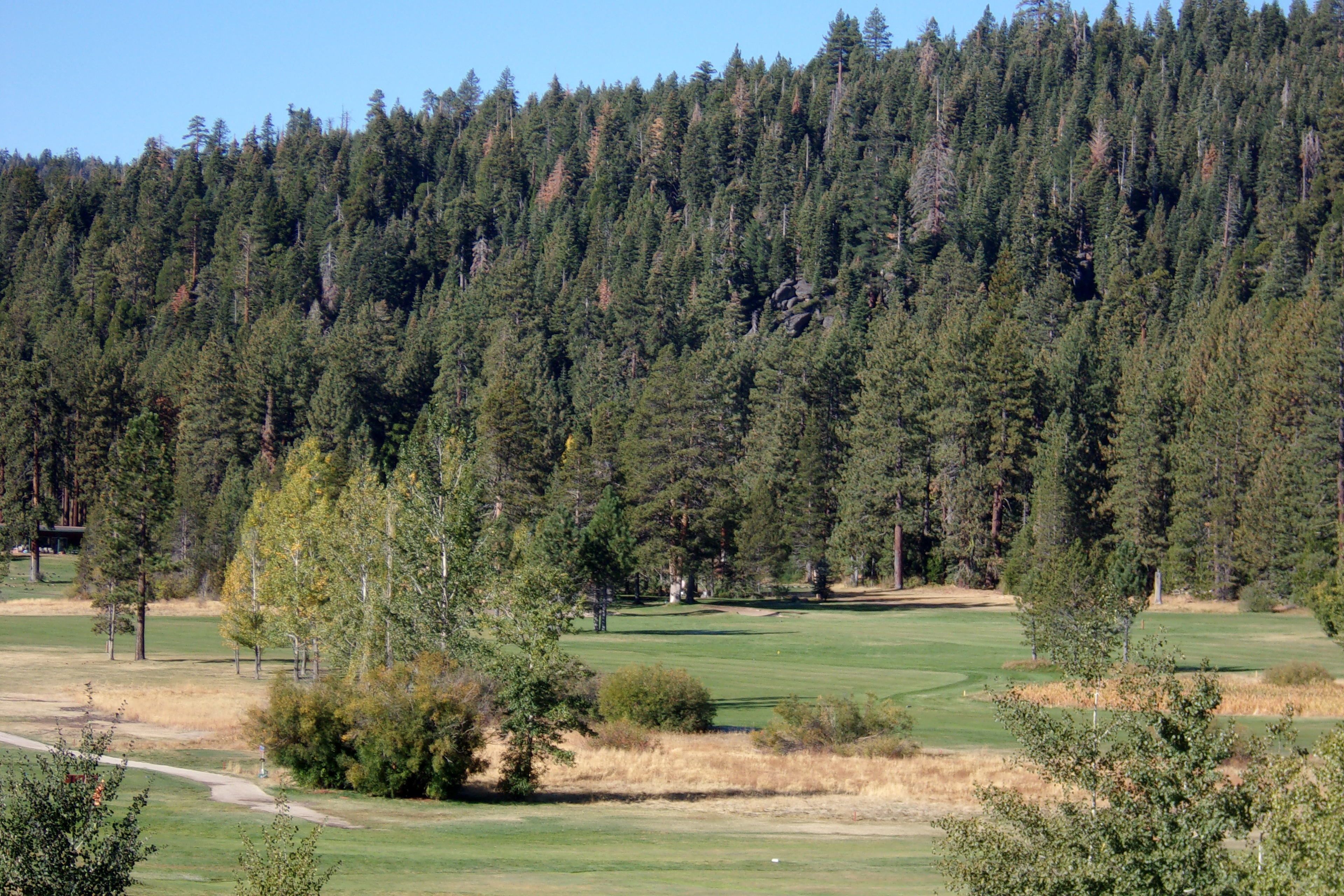 Un parcours de golf bordé d’une forêt.