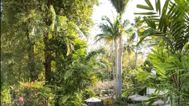 Un espace extérieur luxuriant doté d’une piscine, entouré de plantes tropicales et de palmiers.