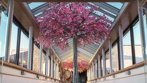 A corridor with a glass ceiling, large windows, and a central tree with pink blossoms.