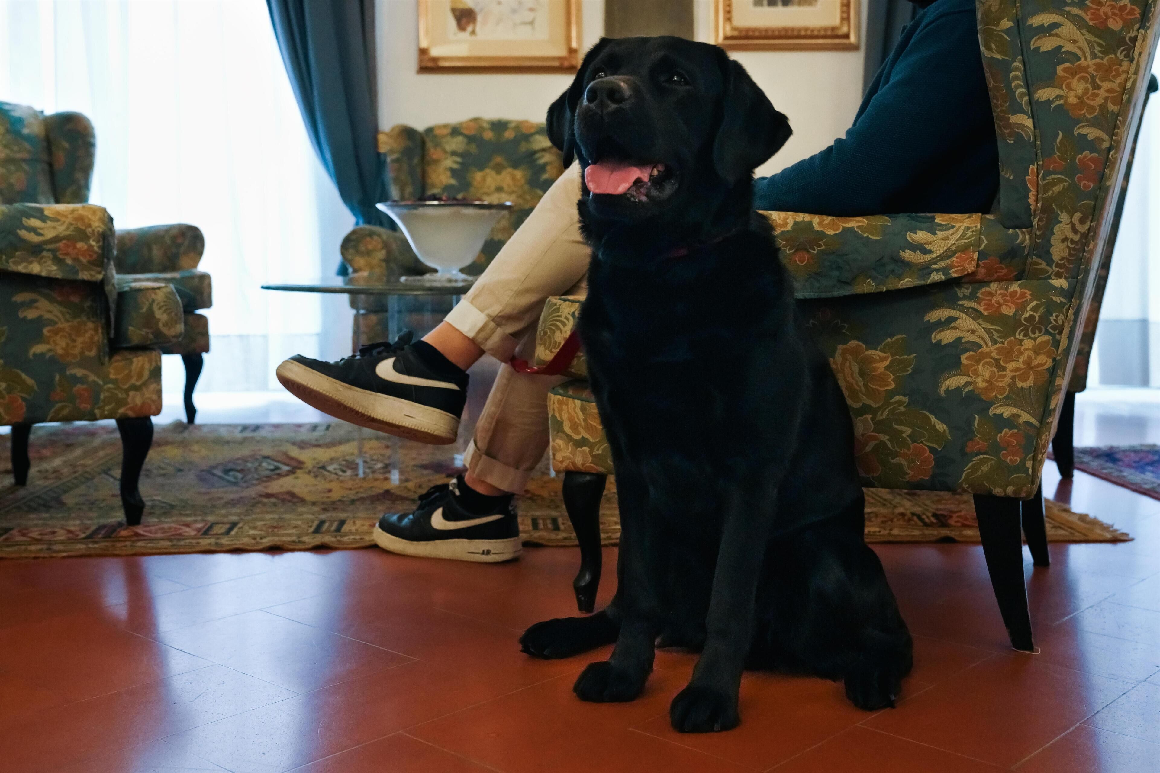A black dog sitting on a patterned chair in a room with a tiled floor and a sofa in the background.