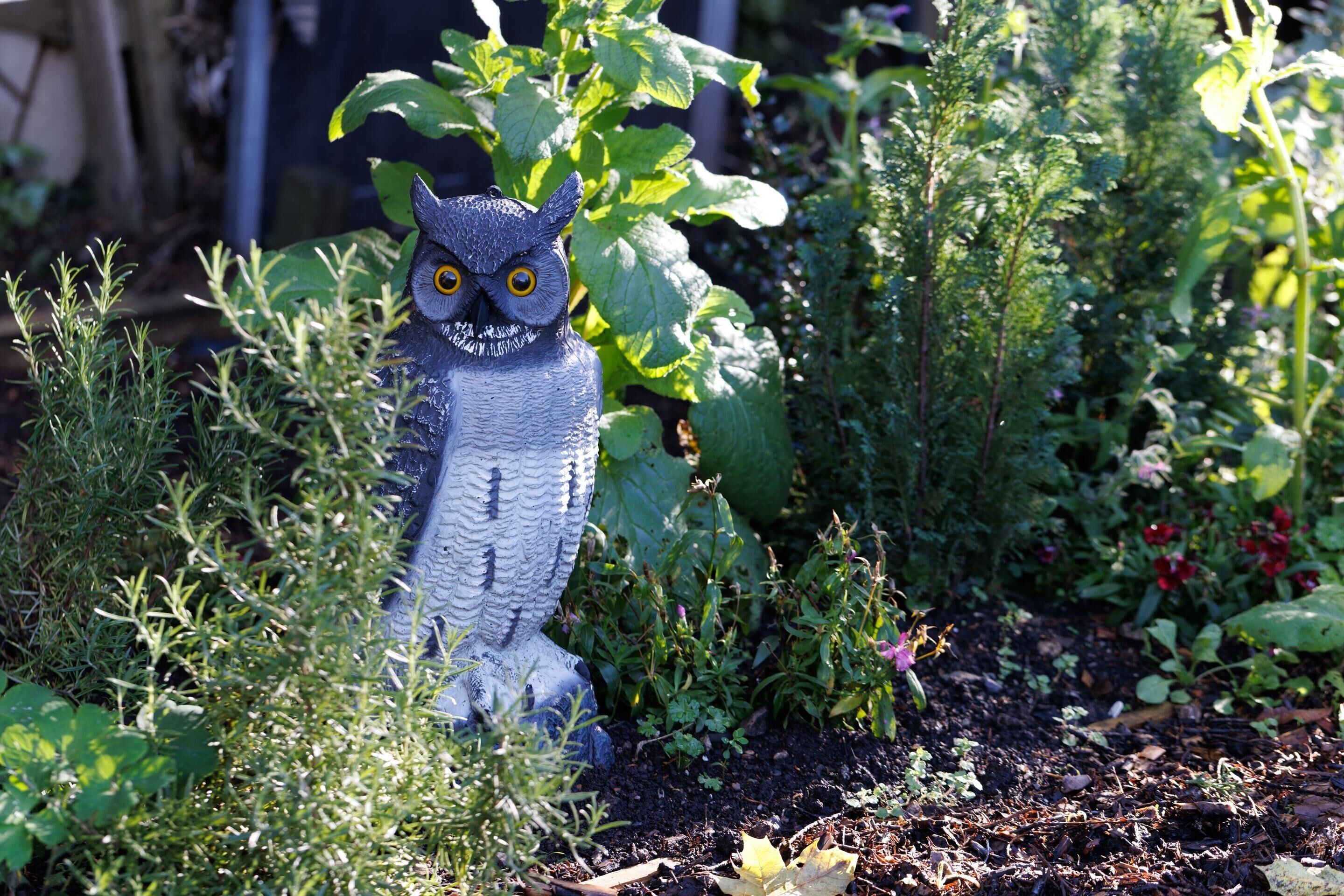 A garden statue of an owl amidst various plants and greenery.