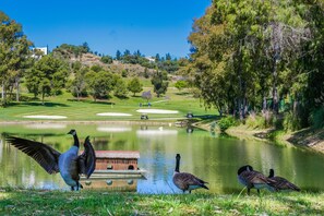 Golfe