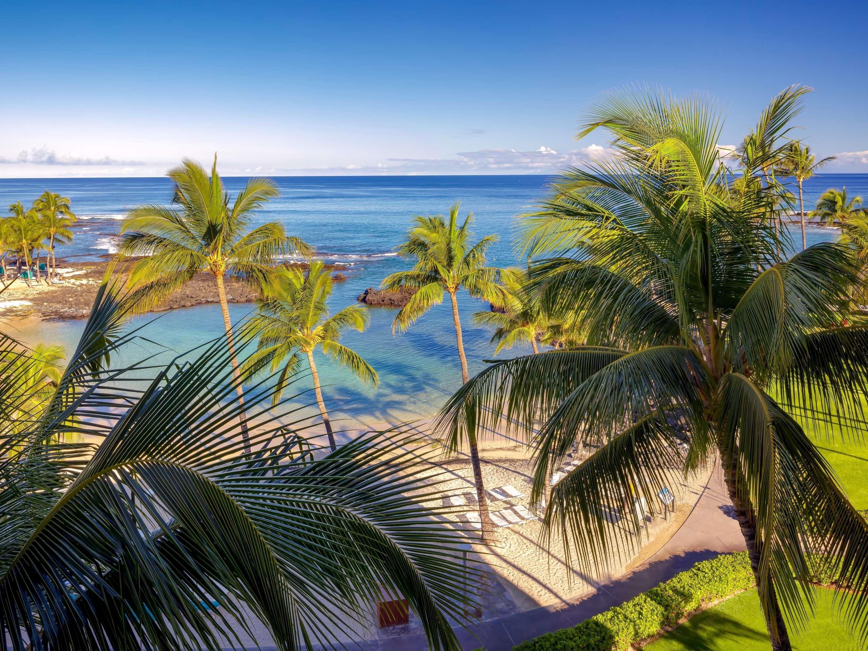Una playa con palmeras y una vista despejada del océano.